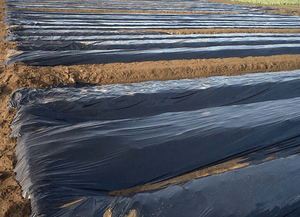 Black mulch